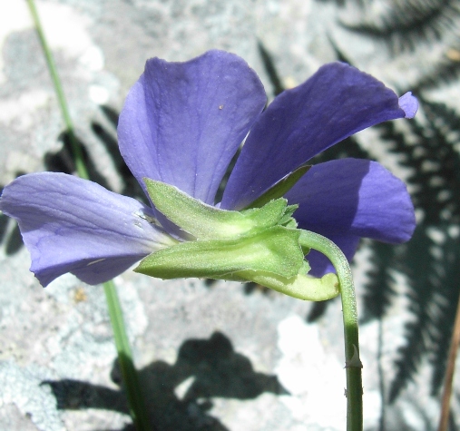 Viola eugeniae